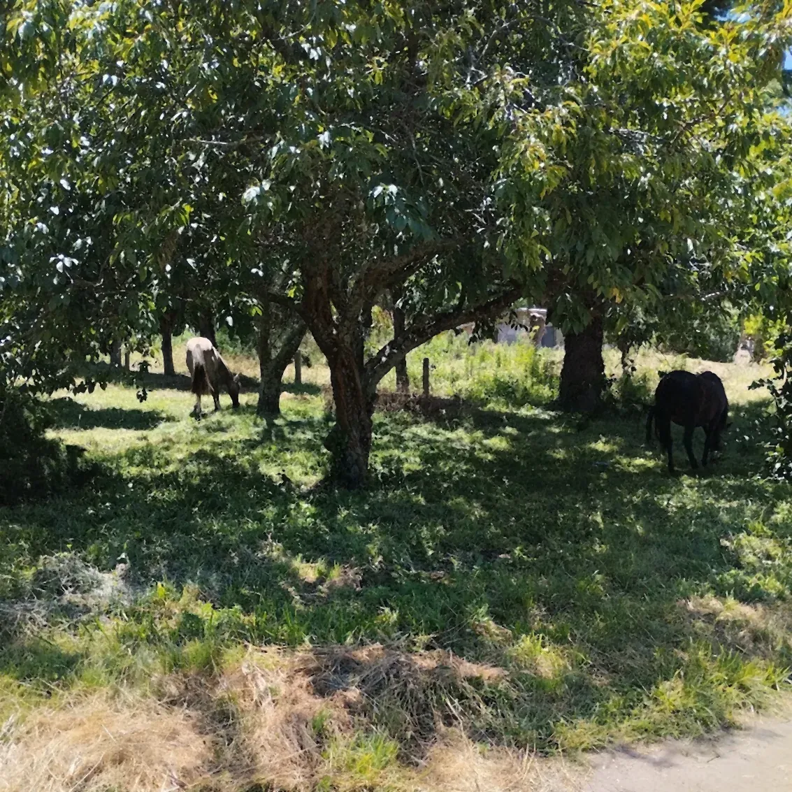 Árboles frutales del campo